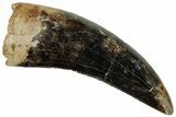 Serrated, Fossil Tyrannosaur (Nanotyrannus?) Tooth - Montana #315055-1